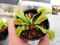 R635 5-3 Dionaea muscipula 鈴木系 original
