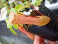 P261 5-3 N. ventricosa-red seedling Y's