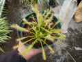 P733 4-2 D. capensis