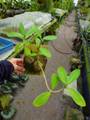 G448 3-2 Hydnophytum formicarum CK