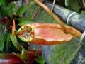 J182 5-2 N. sumatrana {seedgrown indviduals. Sumatra} [BCP ID# 2419] BCP