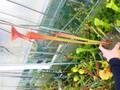 G870 S. flava var. rubricorpora, Giant Red, MK F 21 CK