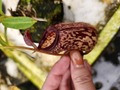 G201 1-2 N. ventricosa x aristolochioides BE