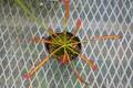 Y375 4-1 D. capensis narow leaf