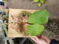 P015 3-3 Platycerium elephantotis THW