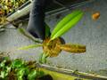 G143 5-3 #BBB N. mindanaoensis TH