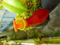 P770 5-3 #BBB N. reinwardtiana {red form,Bario, kelabit Highlands, Borneo}[BCP ID# N335,N402] BCP