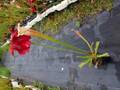 R252 S. leucophylla f. rose select clone Y's