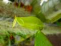 R393 3-2 [YA-137] N. ampullaria green Serian Sarawak Y's Lab