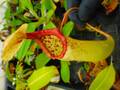 R619 5-3 #BBB N. truncata x sibuyanensis Y's