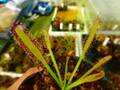 R149 4-1 D. capensis 