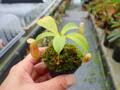 R389 5-1 N. ventricosa madja-as x rajah #NNN