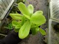 G012 4-1 P. gigantea