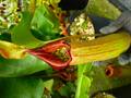P401 5-2 N. truncata (Bukidnon) OF