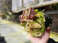 P616 1-1 Cephalotus follicularis australian pitcher plant baby plant 