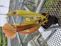 R214  S. oreophila x purpurea ssp. purpurea TF 