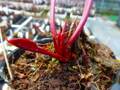 R174 S. flava `Red Burgundy' swc
