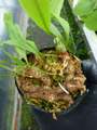 R635 5-3 Lecanopteris sinuosa