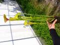 G088 S. flava var. ornata SWC