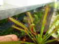 G045 4-1 D. capensis