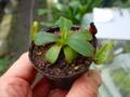 G142 3-2 [YA-129] N. veitchii H/L Murud Y's Lab