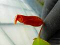R599 5-1 N. ventricosa madja-as x rajah #NNN