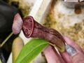 P511 5-1 N. Mastersiana var. purpurea x campanulata konan 
