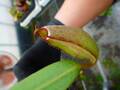 Y917 5-3 #BBB N. albomarginata (Kuching Spotted)/NE-2AB MT