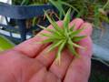 Y023 3-1 T. ionantha Albo-marginata