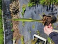 G137 S. leucophylla Hurricane Creek, seedgrown plant CK