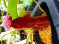 R577 5-3 #BBB [N. hirsuta (typical x squat) x veitchii Bario stripe] x boschiana
