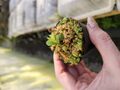 Y079  1-1 Cephalotus follicularis seedling of Hummer's Giant 07 BCP