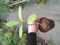 G021  3-1 Hydnophytum formicarum CK 