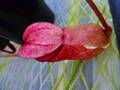 G345 5-3 #BBB N. merrilliana