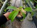 Y997 3-1 N. alata (q) giant EP