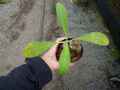 R222 3-1 Myrmephytum Tuberosa CK 