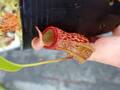 P291 5-3 N. Red Leopard (ventricosa squat x maxima) EP