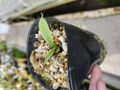 P230 1-2 N. klossii (BE-3452) BE Select clone BE