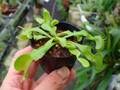 G069 3-2 Dionaea muscipula B52 Y's Lab