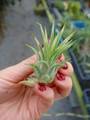 G675 3-1 T. ionatha Albo-Marginata