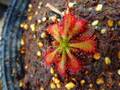 G783 4-1 #BBB D. spathulata Ahipara Gumfield Northland David