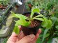 G061 3-2 Dionaea muscipula B52 Y's Lab