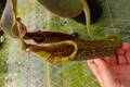 Y890 4-2 N. maxima (rippled leaf/stem, Rantepao, Sulawes) Y's