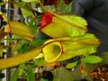 G138 5-2 #BBB N. ampullaria