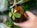 Y297 1-3 N. rajah {mix of clones, Mt. Tambuyukon, Borneo,2500m} [BCP ID# N2000, N2006] BCP