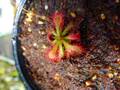 G847 4-1 #BBB D. spathulata Ahipara Gumfield Northland David