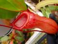 G442 5-1 N. ventricosa red AW