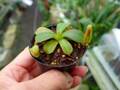 G295 3-2 [YA-129] N. veitchii H/L Murud Y's Lab