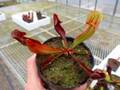 Y681 4-1 S. purpurea ssp. purpurea CK