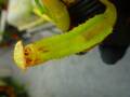 R384 5-1  [YA-170] N. clipeata Nep Gardner Y's Lab